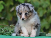 puppies