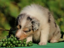 puppies
