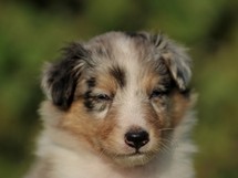puppies