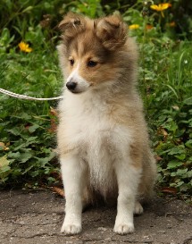puppies