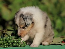 puppies