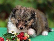 puppies