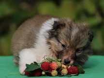 puppies