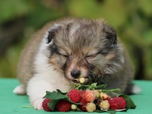puppies