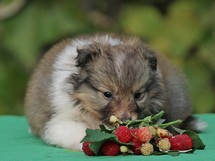 puppies