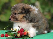 puppies
