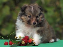 puppies