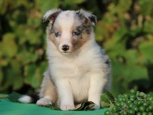 puppies