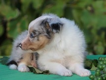 puppies