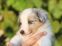 puppies