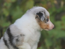 puppies
