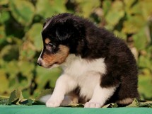 puppies