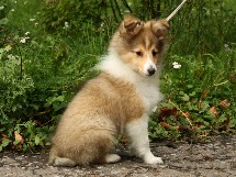 puppies