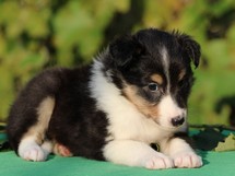 puppies