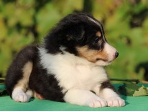 puppies