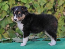 puppies