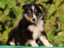puppies