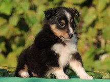 puppies