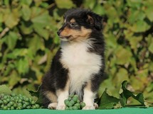 puppies