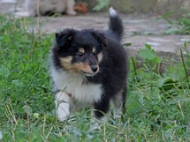 puppies