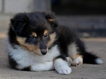 puppies