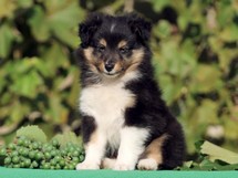 puppies