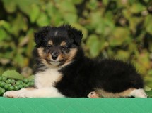puppies
