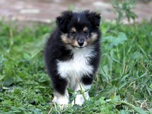 puppies