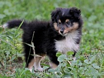 puppies