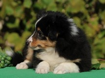 puppies