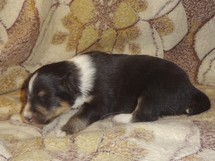 puppies