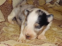 puppies