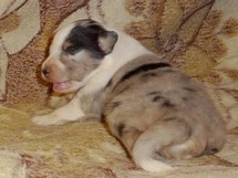 puppies