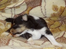 puppies