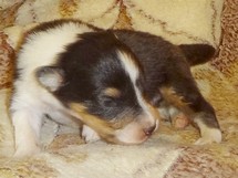 puppies