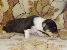 puppies