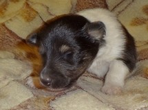 puppies