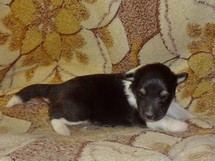puppies