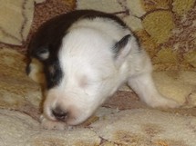 puppies