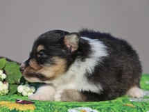 puppies