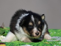 puppies