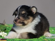 puppies