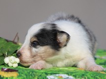 puppies