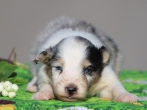 puppies
