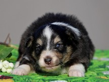 puppies