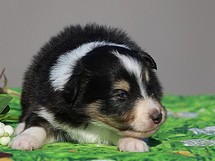 puppies