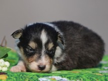 puppies