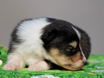puppies