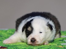 puppies