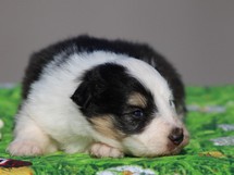puppies